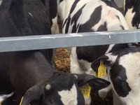 雄牛, Simmental cattle — 写真 6