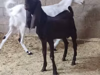 Cabra, Kamori goats — foto 4