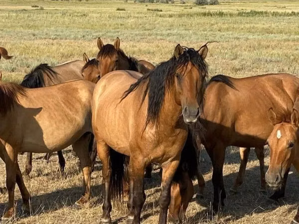 Horse (M), Mugalzhar horse