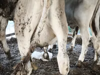 Bulle, Swiss cattle — Foto 3