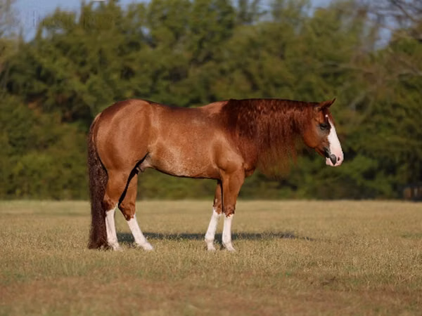 雄馬, Quarter Horse