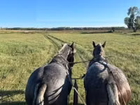 Caballo, Percheron — foto 5