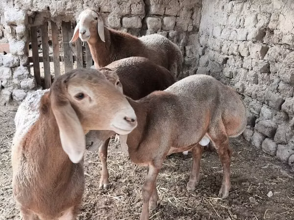 كبش, Arashan sheep