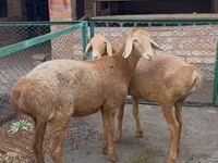 Oveja, Arashan sheep — foto 2