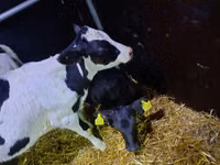 Banteng, Limousin cow — foto 1
