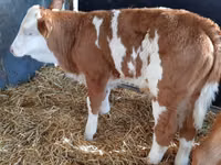 أبقار (دفعة، الجنس غير محدد), Simmental cattle — الصورة 1