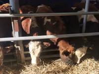 Banteng, Simmental cattle — foto 5