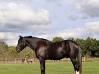Caballo, Percheron — foto 2