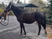 Yegua, Akhal-Teke — foto 3