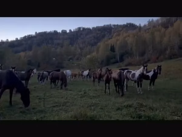 فرس, New Altai Horse
