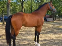 Cheval, Chevaux — photo 4