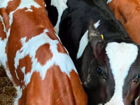 मवेशी (लॉट, लिंग निर्दिष्ट नहीं), Russian Black pied cattle — फ़ोटो 5