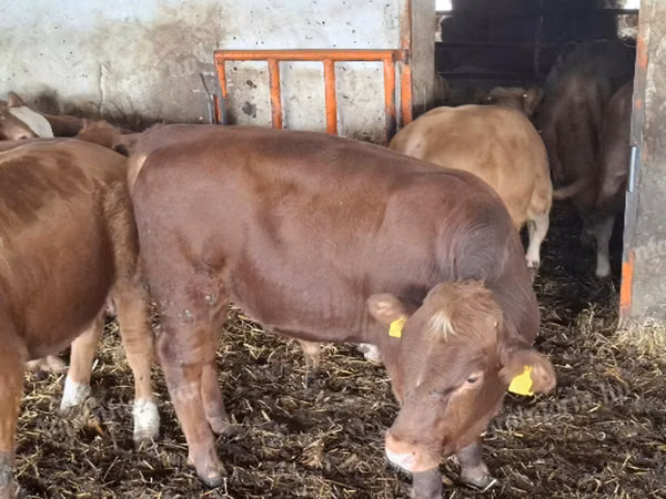 雄牛, Simmental cattle