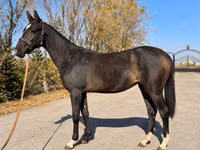 Jument, Akhal-Teke — photo 1