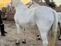 Stute, Lipizzaner — Foto 3