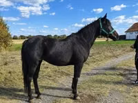 Yegua, Caballos — foto 2