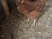 Poule danoise — photo 1
