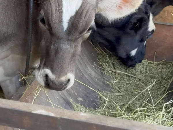 Banteng, Alatau breed