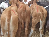 أبقار (دفعة، الجنس غير محدد), Simmental cattle — الصورة 7
