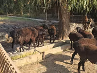 Widder, Blackheaded Persian sheep — Foto 4