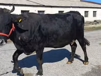 Sapi, Cattle — foto 1