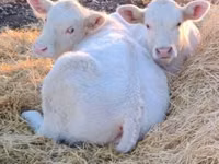 雄牛, Charolais cattle — 写真 3