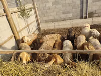 Domba betina, Sheep — foto 2