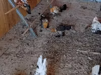 Bantam — foto 3
