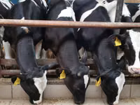 牛（ロット、性別未指定）, Simmental cattle — 写真 7