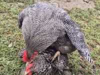 Slovenian Barred Hen — foto 4