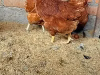 Chickens — 写真 3