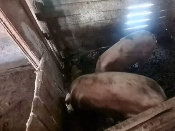 Boar, Pigs