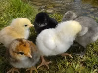 Chickens — Foto 3