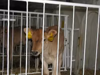 公牛, Galloway cow — 照片 8