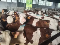 Bulle, Simmental cattle — Foto 3