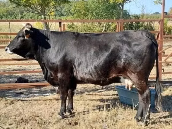 母牛, Brown Carpathian breed