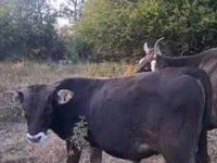 Toro, Raza carpatiana marrón — foto 4
