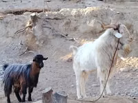 Chèvre, Irish goat — photo 2