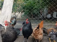 Chickens — photo 3