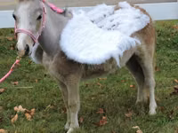 فرس, Miniature horse — الصورة 3