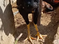 Chickens — الصورة 2