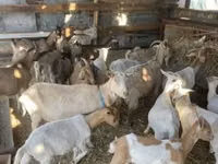 Goats (batch, sex not specified), Goats — photo 1