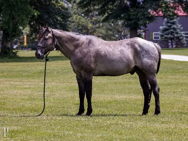 Cheval, Quarter Horse