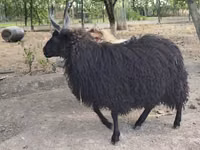 نعجة, Racka sheep — الصورة 2