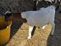 Boucs, Nigerian dwarf goats — photo 1