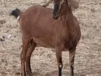 Ziege, Nubian Goat — Foto 7