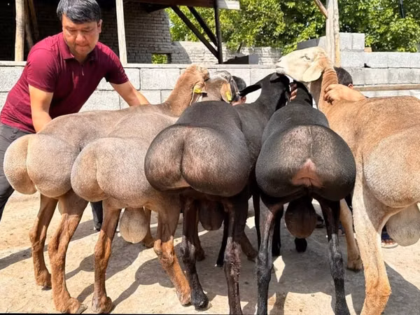 Domba jantan, Sheep