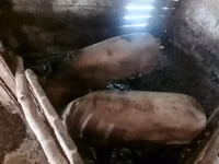 Eber, Schweine — Foto 4