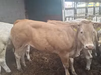 بقرة, Blonde d’Aquitane cattle — الصورة 4