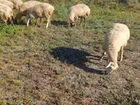 Sheep, Karabakh sheep — photo 6